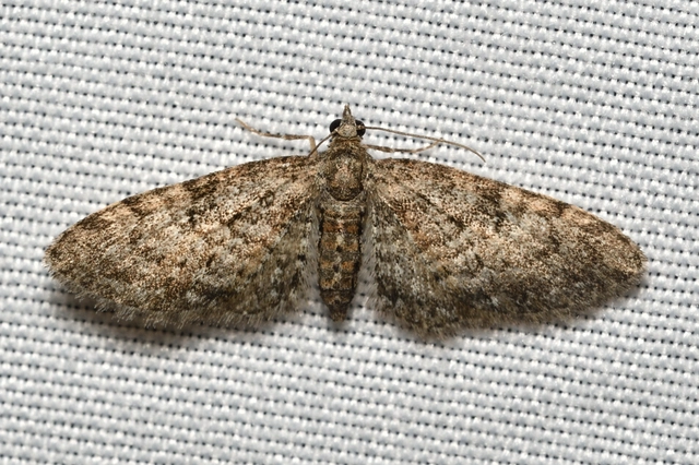 Eupithecia dodoneata - tölgy-törpearaszoló