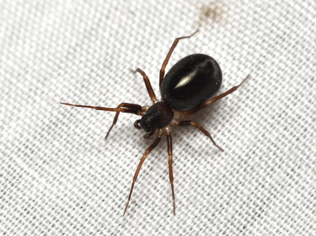 Zodarion germanicum