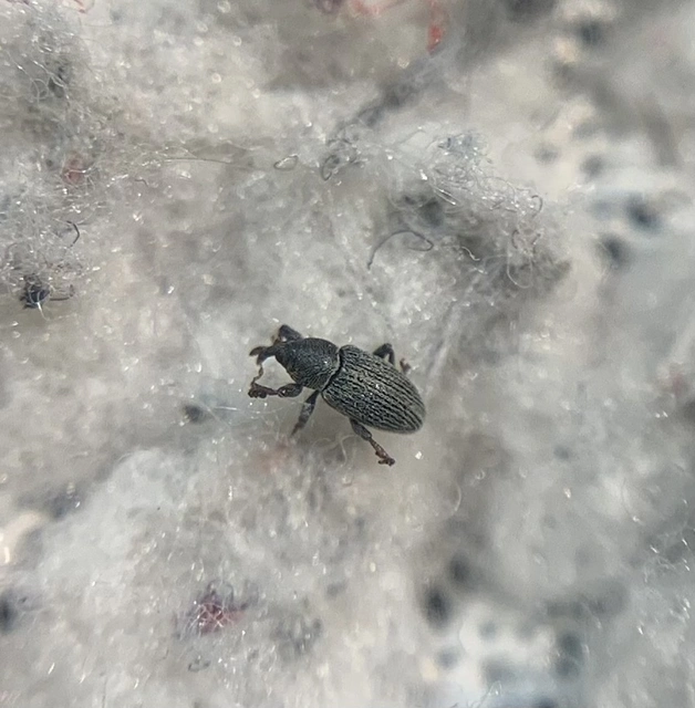 Tychius stephensi - rétihere-tímárormányos