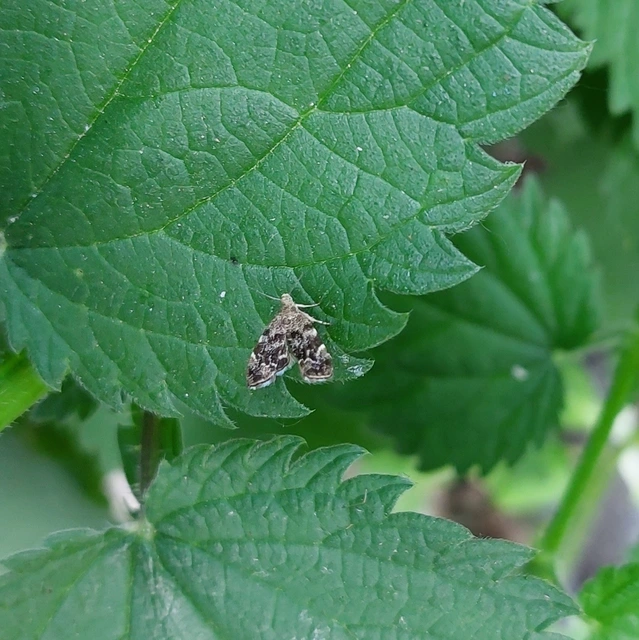 Anthophila fabriciana - lápréti levélmoly