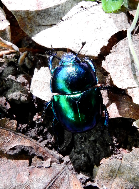 Trypocopris vernalis - tavaszi álganéjtúró