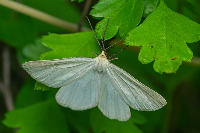 Siona lineata - vonalas fehéraraszoló