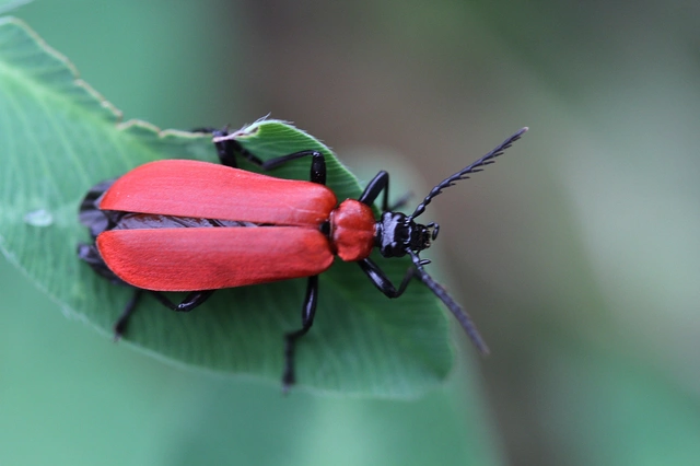 Pyrochroa coccinea - nagy bíborbogár