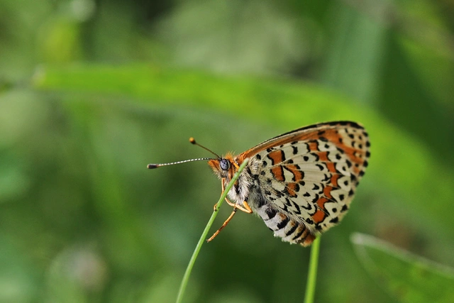 Melitaea trivia - kis tarkalepke