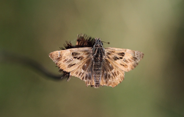 Carcharodus alceae - mályva-busalepke