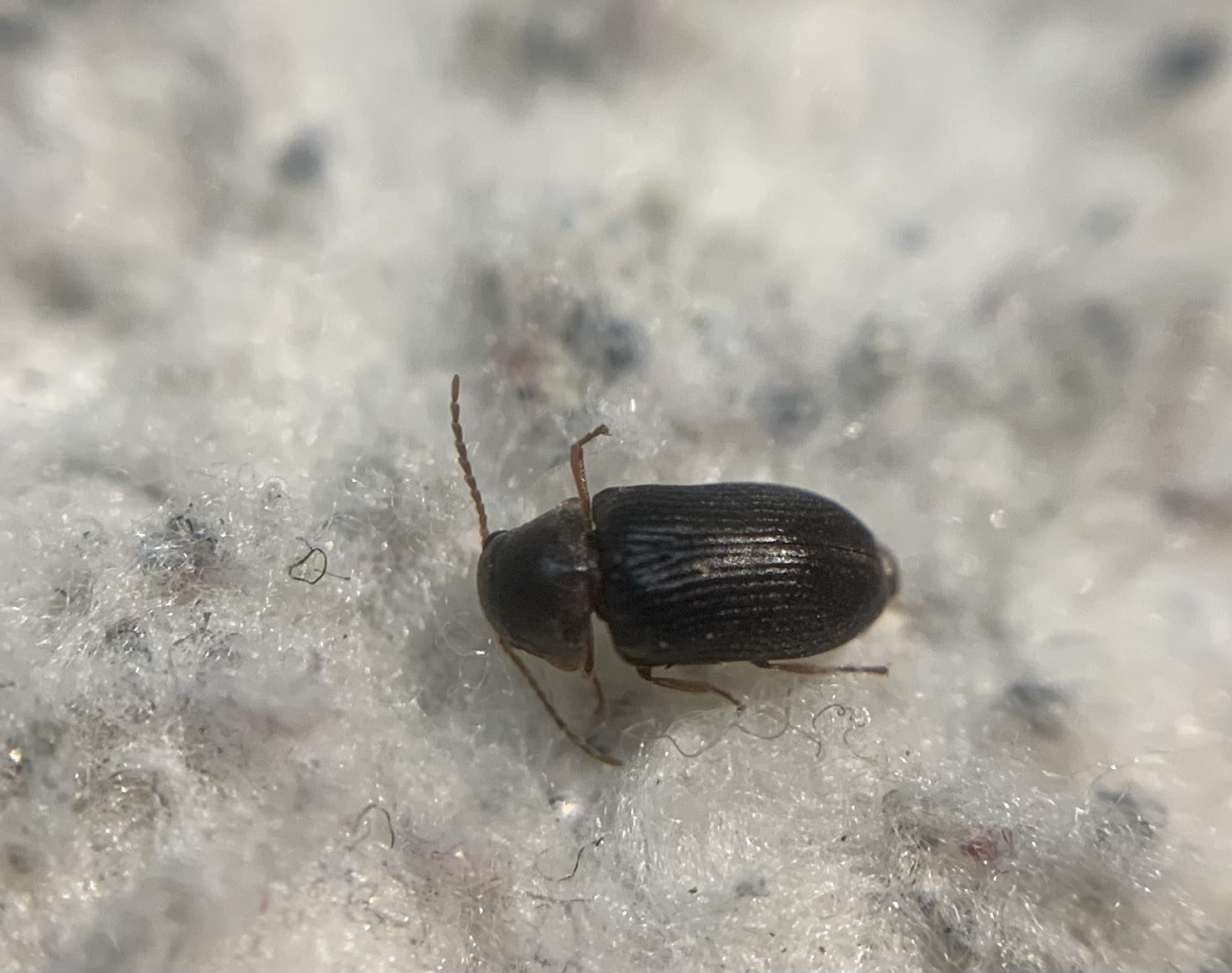 Xyletinus longitarsis - hosszúlábú szerecsenálszú