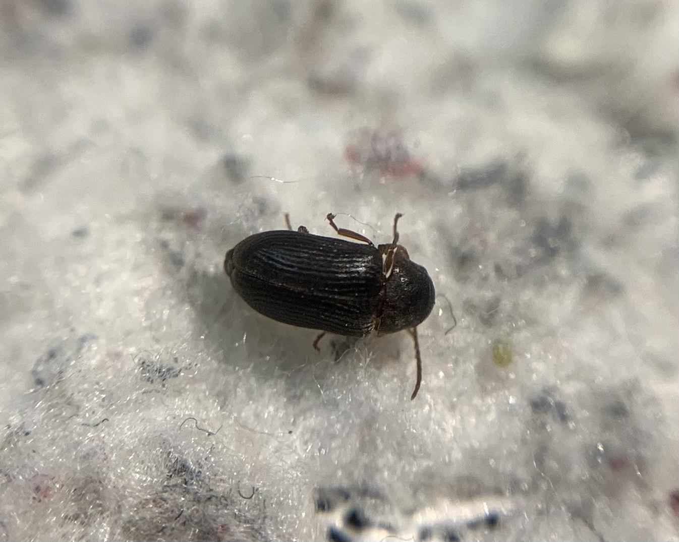 Xyletinus longitarsis - hosszúlábú szerecsenálszú