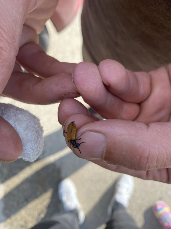 Tillus pallidipennis - sápadt szúfarkas
