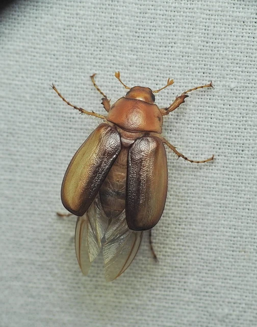 Rhizotrogus aestivus - tavaszvégi cserebogár