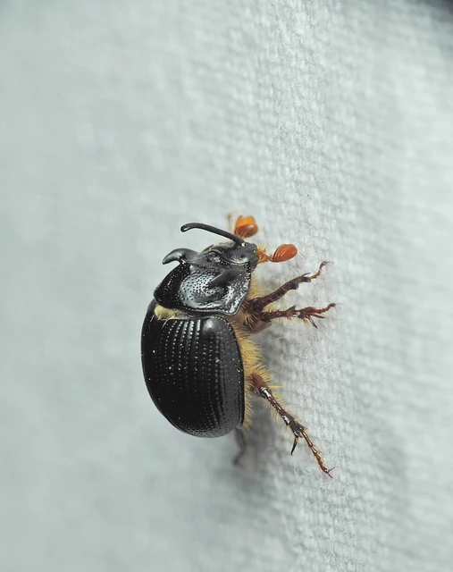 Odonteus armiger - mozgószarvú álganéjtúró