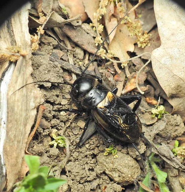 Gryllus campestris - mezei tücsök