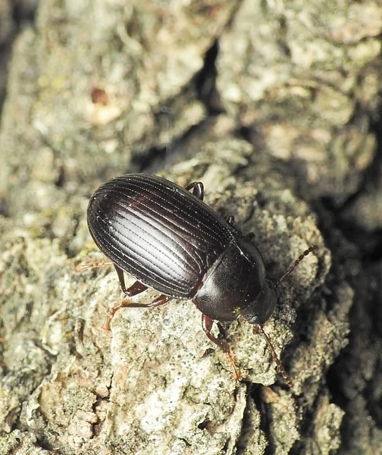 Nalassus dermestoides - rövidszárnyú gyászbogár