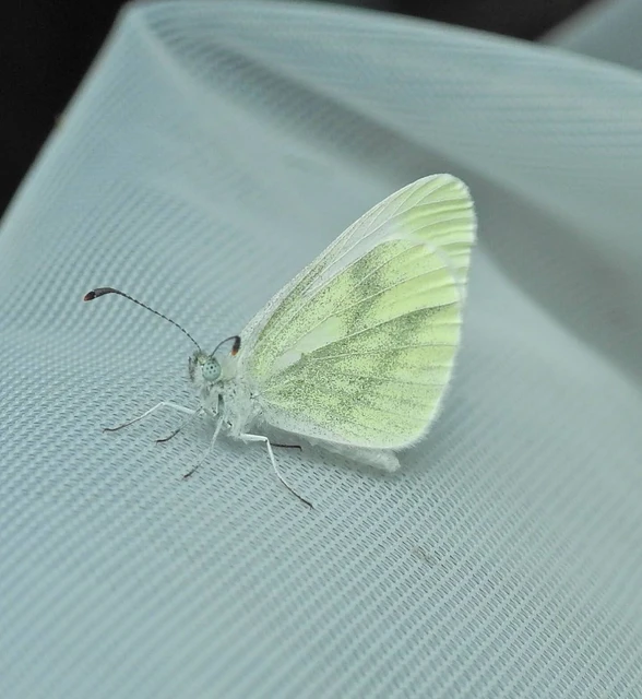 Leptidea sinapis - mustárlepke