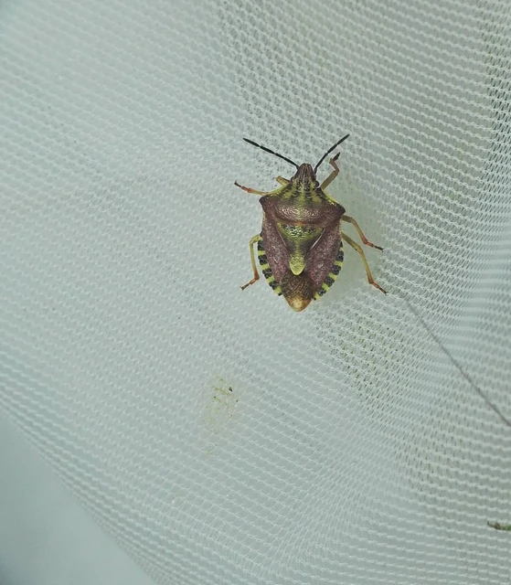 Carpocoris Carpocoris