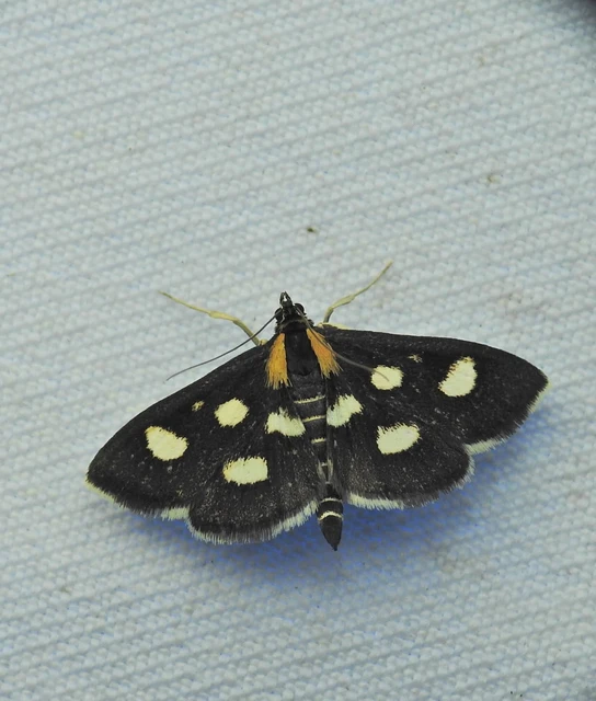 Anania funebris - aranyvessző-kormosmoly