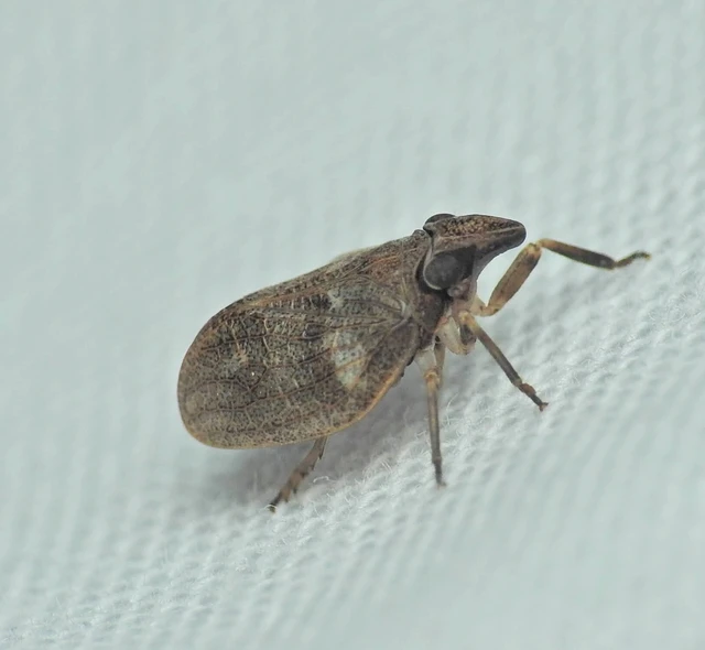 Mycterodus