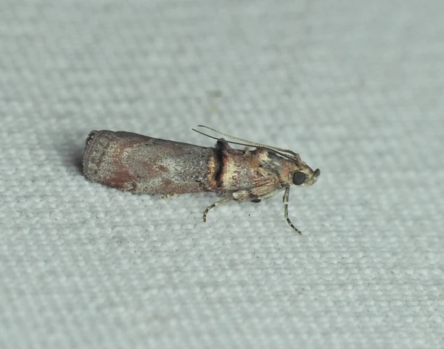 Trachonitis cristella - bokorrágó karcsúmoly