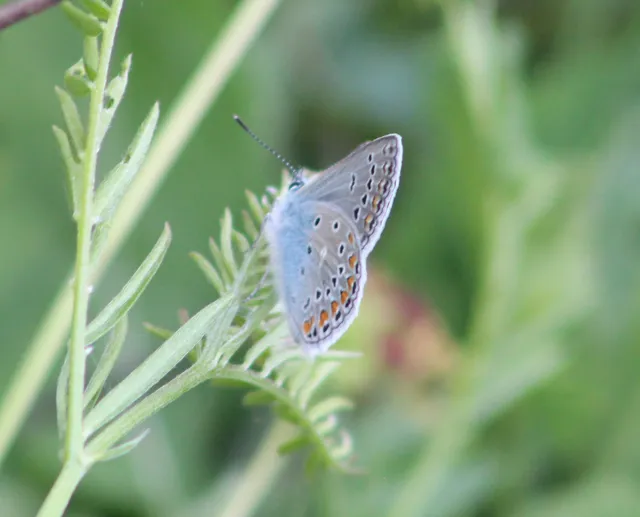 Polyommatus thersites - ibolyaszín boglárka
