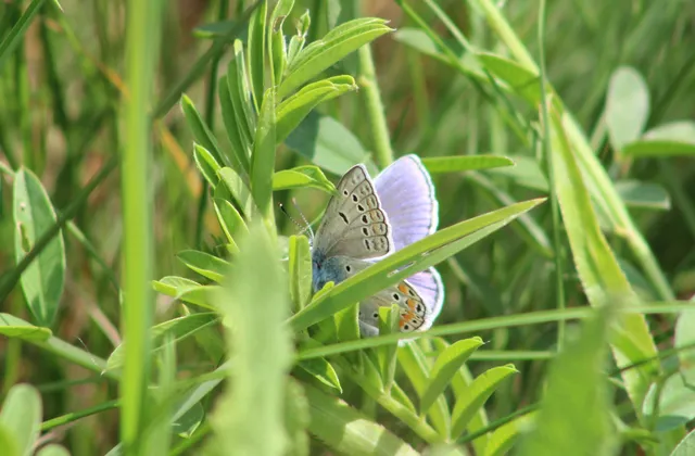 Polyommatus thersites - ibolyaszín boglárka