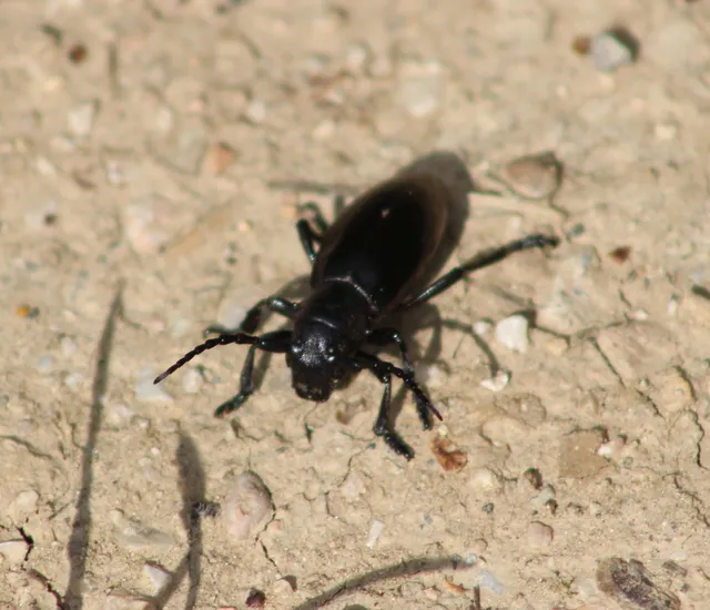Dorcadion aethiops - fekete gyalogcincér