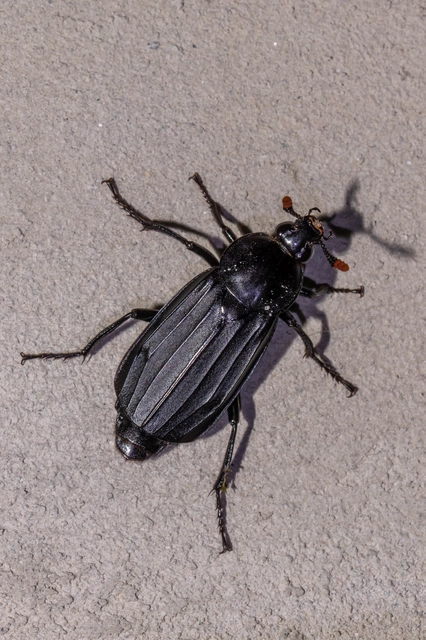 Necrodes littoralis - nagy dögbogár