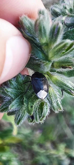 Sehirus Sehirus
