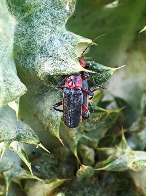 Cantharis rustica - suszterbogár