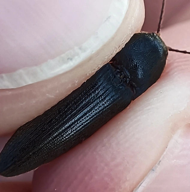 Elateridae - pattanóbogárfélék