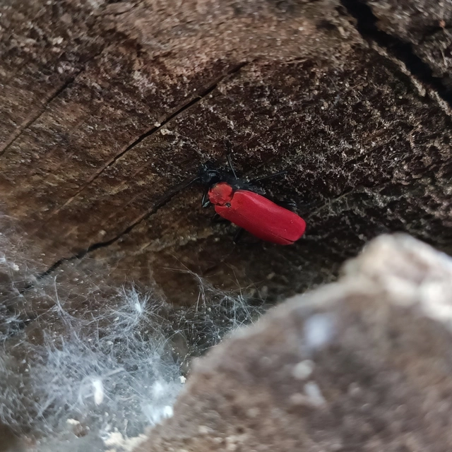 Pyrochroa coccinea - nagy bíborbogár