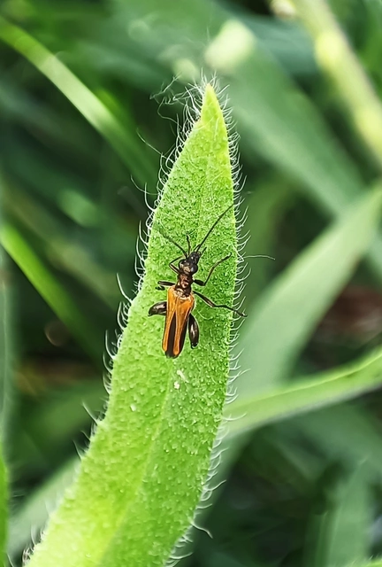 Oedemera femorata - sárgahátú álcincér