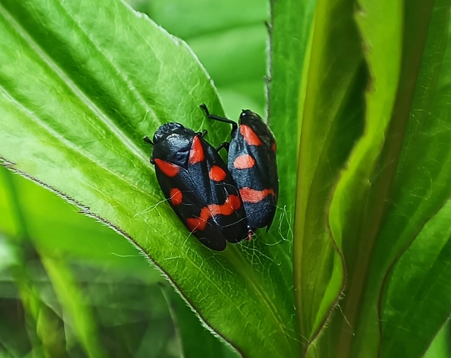 Cercopis arcuata/sanguinolenta