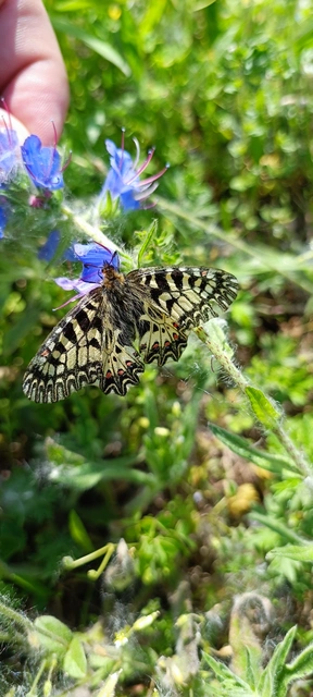 Zerynthia polyxena - farkasalmalepke