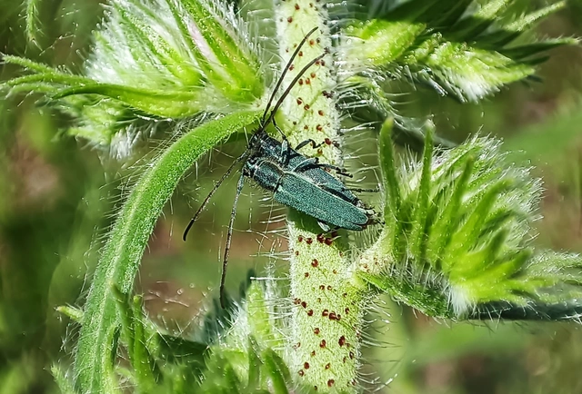 Phytoecia coerulescens - kígyósziszcincér