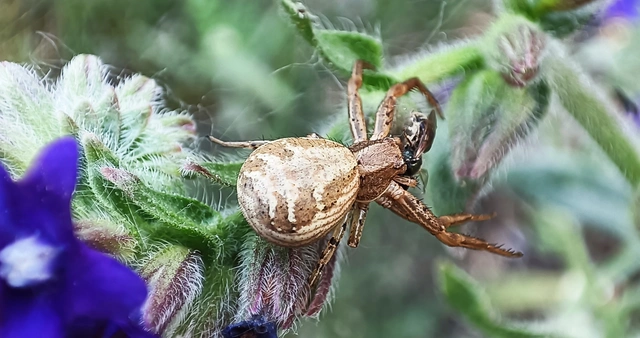 Xysticus