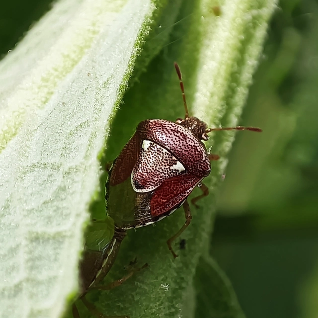 Stagonomus bipunctatus - kétpettyes címerespoloska Stagonomus bipunctatus - kétpettyes címerespoloska