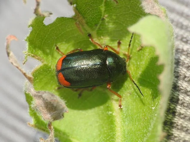 Cryptocephalus schaefferi - lapátlábú zömökbogár