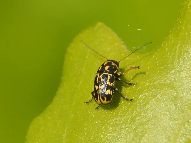 Pachybrachis tesselatus - ragyáshátú tömzsibogár