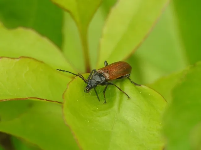 Omophlus proteus - közönséges pejbogár Omophlus proteus - közönséges pejbogár