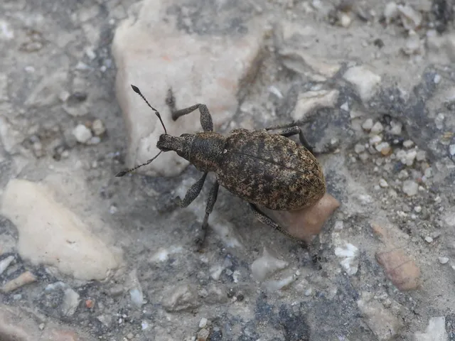 Liophloeus tessulatus - kockás barabolyormányos