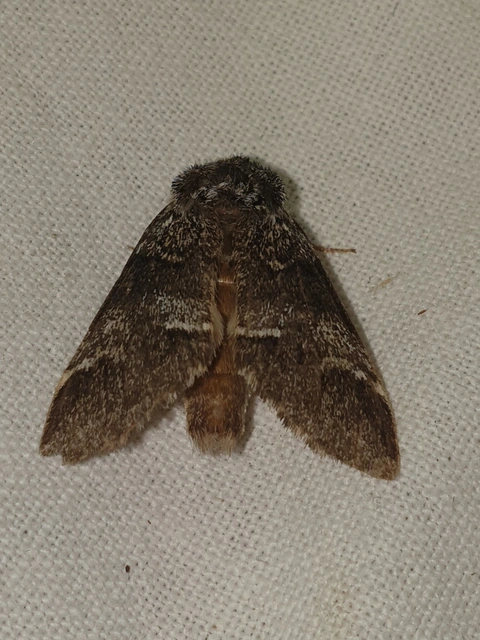 Drymonia dodonea - bélyeges púposszövő