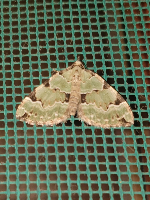 Colostygia pectinataria - zöld levélaraszoló