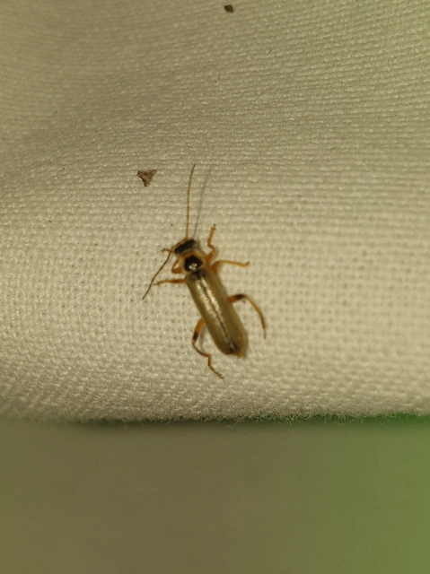 Metacantharis clypeata - tavaszi lágybogár