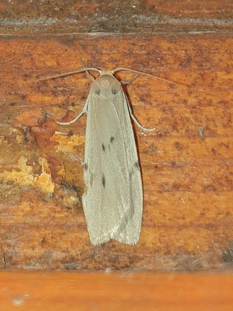 Pelosia muscerda - hamvas zuzmószövő