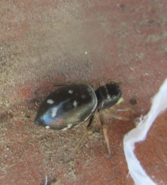 Heliophanus