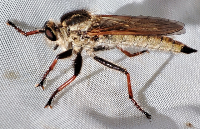 Echthistus rufinervis