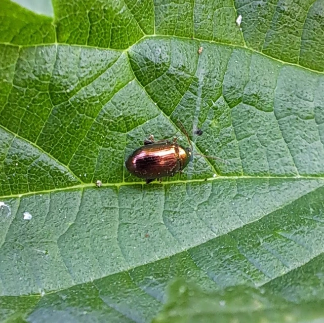 Crepidodera