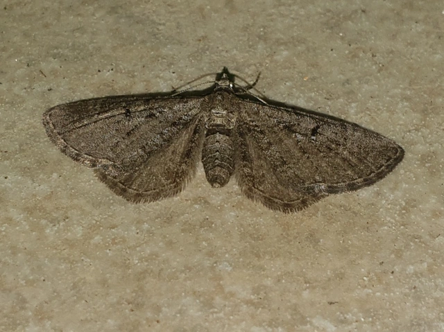 Eupithecia intricata - boróka-törpearaszoló