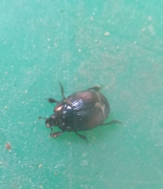 Margarinotus purpurascens - vöröslő sutabogár