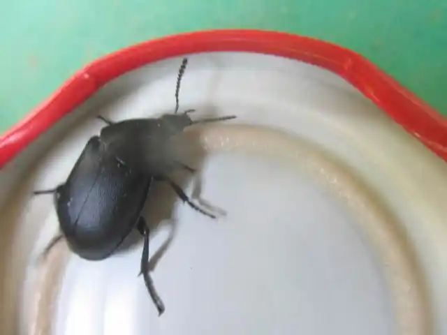 Ablattaria laevigata - sima csigarabló