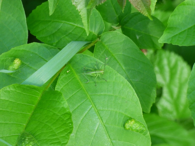 Tettigonia